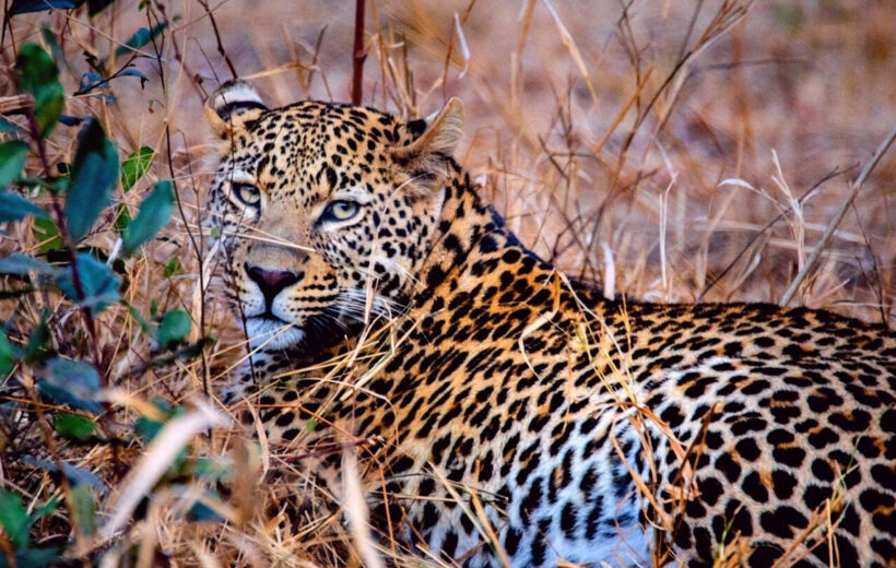 Kumbhalgarh Wildlife Tour